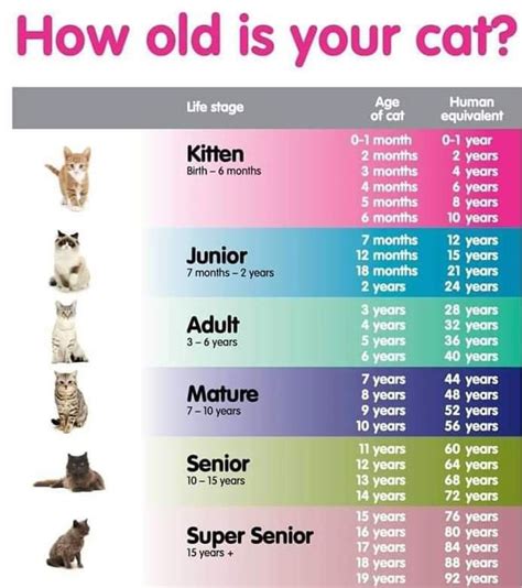 How Old Is Your Cat Album On Imgur Cat Years Cat Age Chart Cat Ages