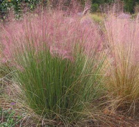 Bennetts Creek Nursery Grass Muhly Pink 3 Gal