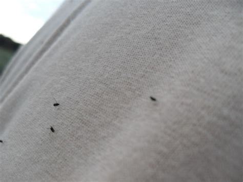 Little Black Tiny Black Bugs In House Near Window Stanton Westmoreland