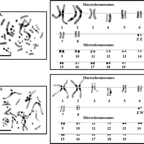 The Metaphase Chromosome Plates And Karyotypes Of Male A And Female