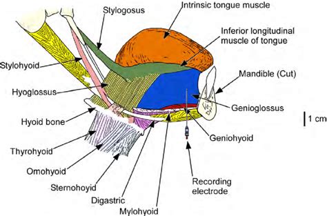 1 Anatomy Of The Tongue Musculature Schematic Diagram In The Sagittal