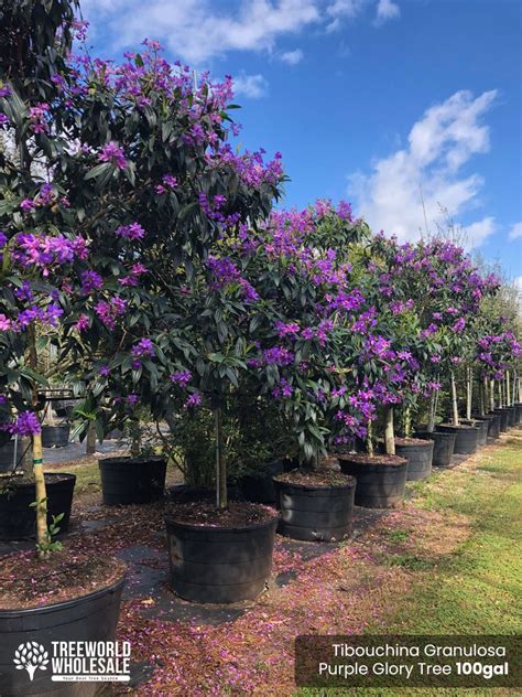 Purple Glory Tree Tibouchina Granulosa For Sale Florida Treeworld