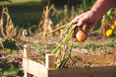 When To Harvest Onions Kellogg Garden Organics