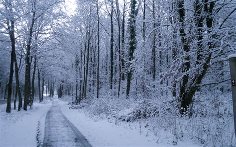Winter Trees Road Plants Snow Wallpapers Winter Trees