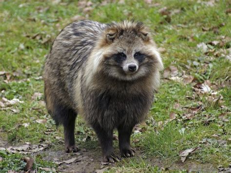Raccoon Dog Facts Critterfacts