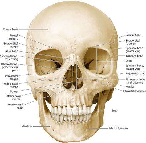 Neurocranium And Facial Skeleton Plastic Surgery Key