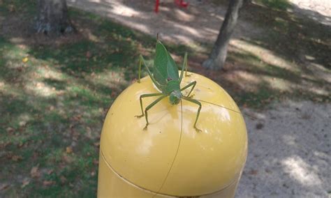 Murray And Candaces Adventures Giant Katydid