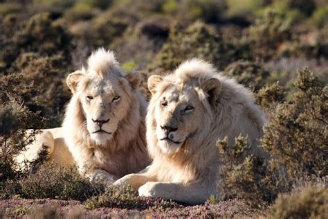 Pictured Rare Images Of The Beautiful White Lions That