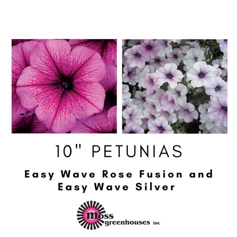 10 Petunia Easy Wave Rose Fusion And Easy Wave Silver Moss Greenhouses