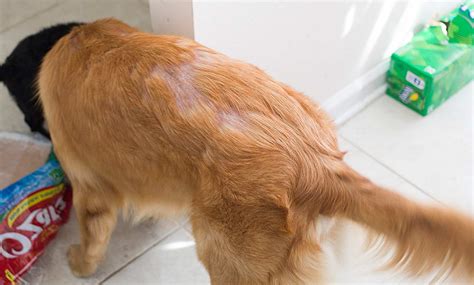 Seborrhea In Dogs Treatment And Symptoms