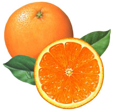 Half Orange PNG File PNG, SVG Clip art for Web - Download Clip Art, PNG Icon Arts