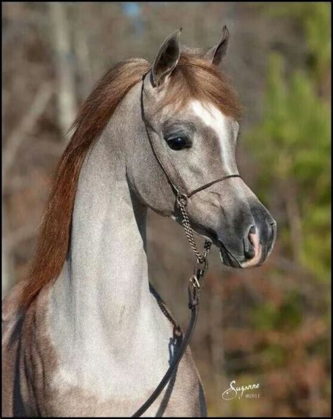 Lovely Face Horses Most Beautiful Horses Arabian Horse