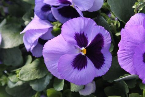 Pansy Matrix ‘ocean Wilsons Garden Center