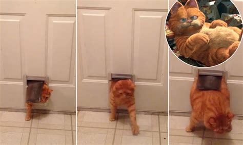 Fat Cat Feels The Squeeze Garfield Lookalike Struggles To Squeeze
