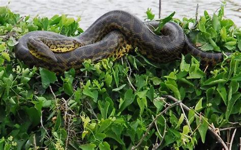 Anaconda Eunectes Serpiente Constrictora Tipos Hábitat Y Dieta