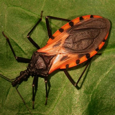 Kissing Bugs Emerge In Florida Five Facts About The Romantic Insects