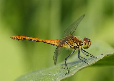 Ruddy Darter British Dragonfly Society