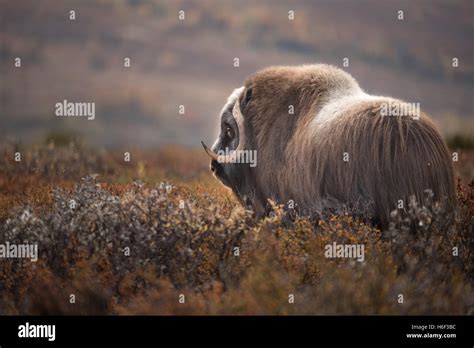 Musk Ox At Dovre Fjell Norway Stock Photo Alamy