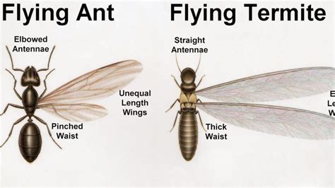 Termites Or Winged Ants How To Tell The Difference