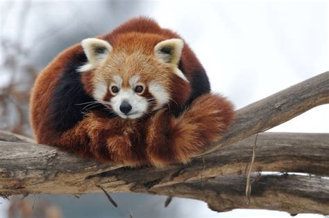Magical Nature Tour Red Panda By Jutta Kirchner 500px Red Panda