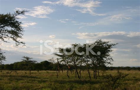 Acacia Trees In The African Savannah Serengeti Tanzania Stock Photo