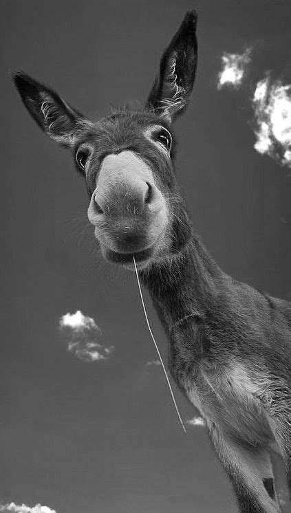Pin By Wilna Bessenger On Donkeys Cute Animals Animals Funny Animals
