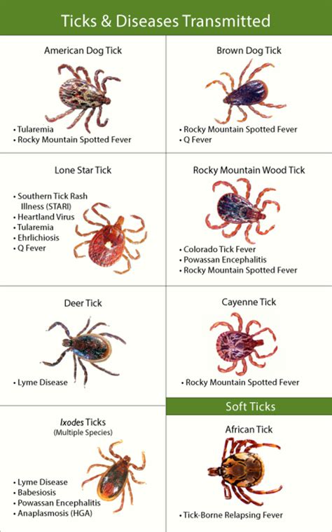 Tick Bite Infections And The Devastation They Wreak On Your Health Hubpages