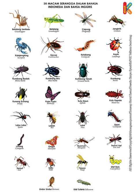 Konsep 23 Nama Nama Serangga
