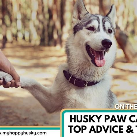 Caring For A Huskys Paws 5 Tips All Owners Must Know My Happy Husky