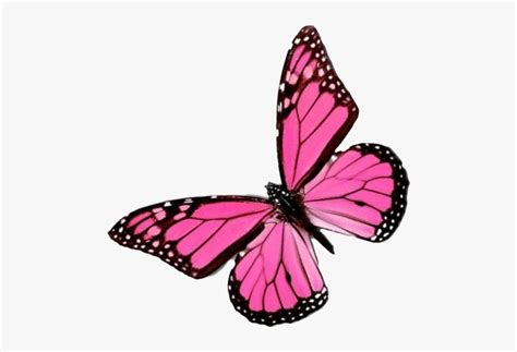 Flying Pink Butterfly Png Image Background Pink Butterfly Transparent
