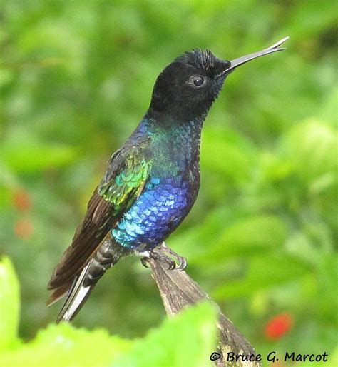 Epow Ecology Picture Of The Week Rare Hummingbird With A Twist