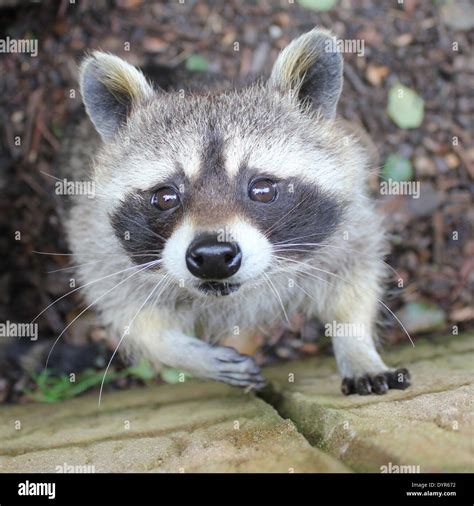 Raccoon Face Hi Res Stock Photography And Images Alamy