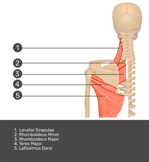 Back Muscle Diagrams Labeled Levator Scapulae Healing Healthy Images