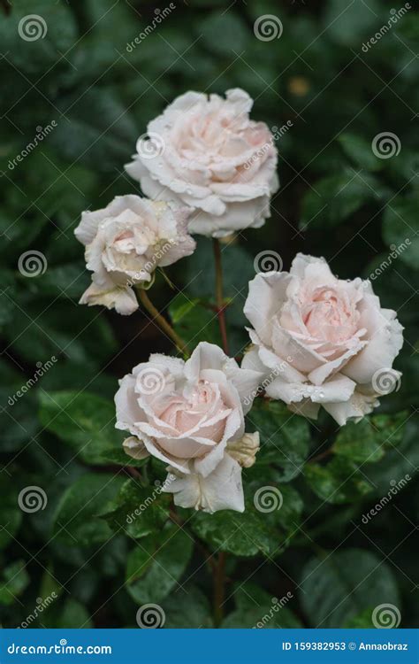 Beautiful Delicate Pink And White Rosebuds In The Garden Stock Image