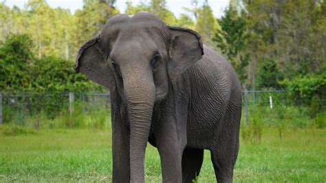 A very large issue that everyone is acutely aware of, but nobody wants to talk about. Refuge in NW Florida taking former circus elephants from ...