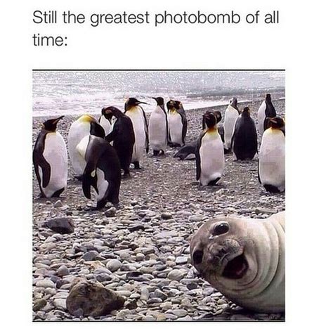 The Best Photobomb Memes Memedroid