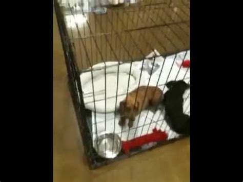 Prep for sunny days ahead. Petsmart Adopt a dog - YouTube