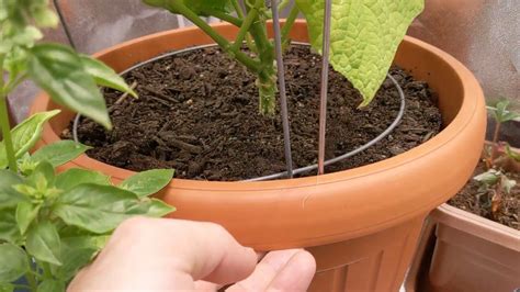 How To Grow Cucumbers Indoors Update Flowers Blooming Youtube