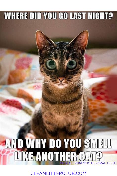 check out our favorite memes of the decade by clicking here funny cat fails funny cat