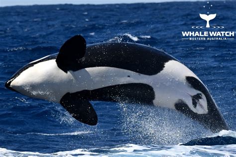 Killer Whales Mating Whale Tales