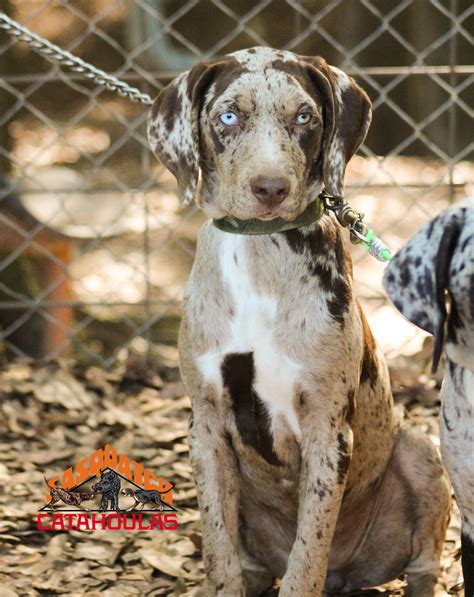 Red Catahoula Leopard Dog Puppies