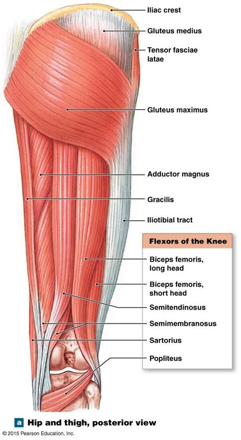 Muscles That Move The Leg Human Muscle Anatomy Human Body Anatomy