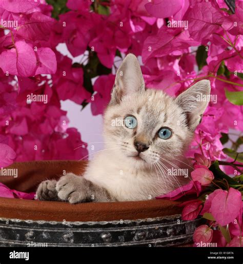 Kitten 3 Month Old Seal Tabby Point Sitting In A Flower Pot With