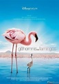 Das Geheimnis der Flamingos | Film 2008 - Kritik - Trailer - News ...