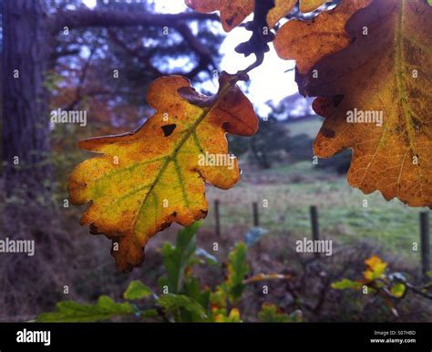 Golden Oak Leaves Hi Res Stock Photography And Images Alamy