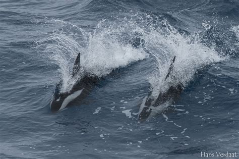 Antarcticas Hourglass Dolphin