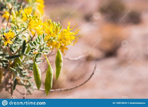 Peritoma Arborea Known As Bladderpod Burrofat And California Cleome Wildflowers And Seed Pods