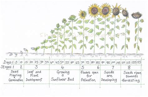 Sunflower Growth Timeline And Life Cycle With Chart And Images