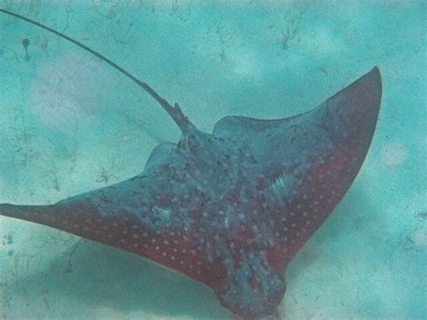 A Species All About Stingrays