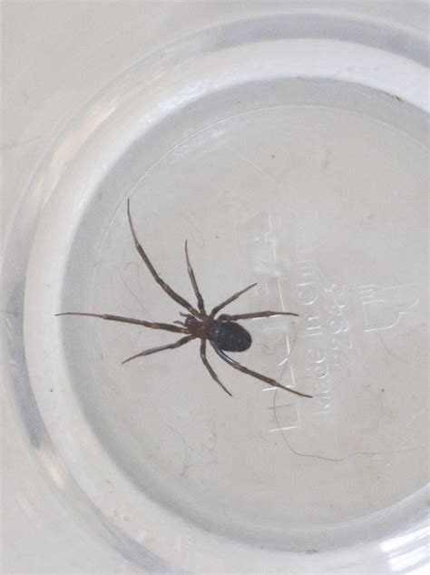 Steatoda Grossa False Black Widow Spider Usa Spiders